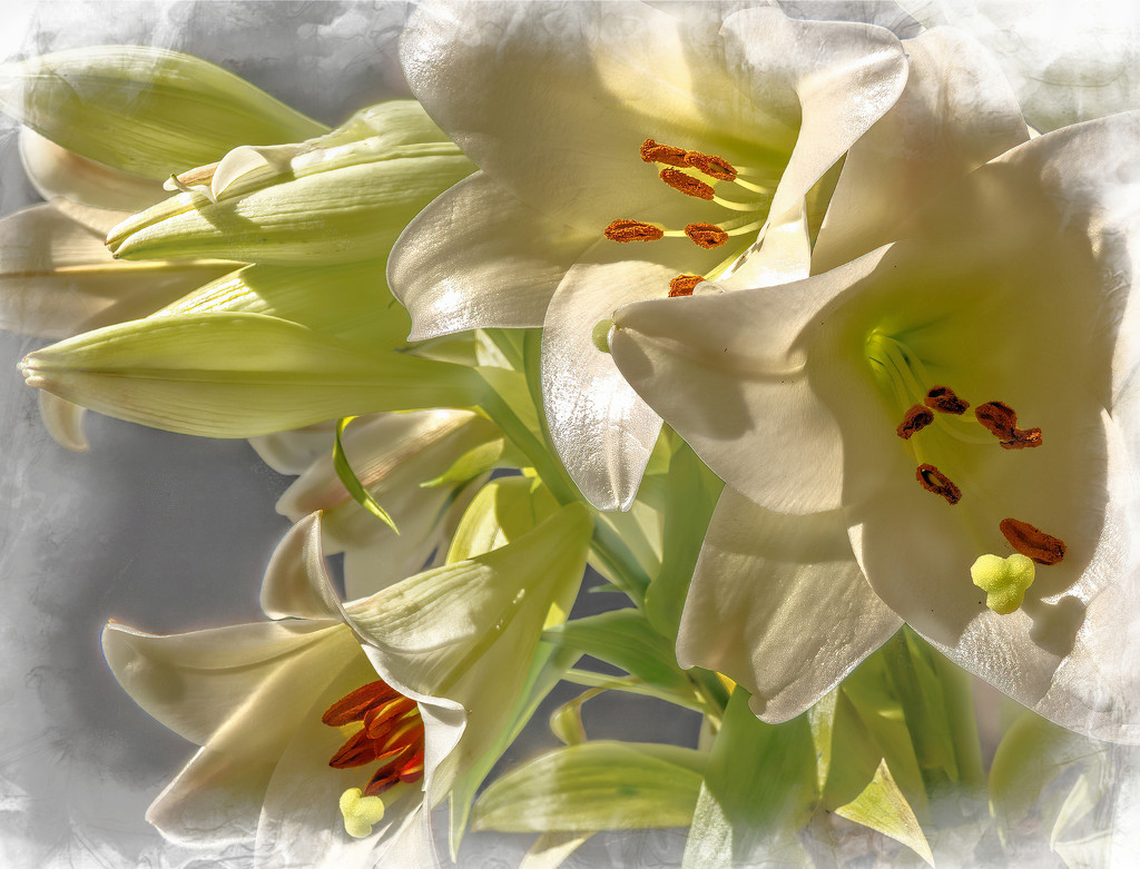 St Josephs Lilies  by ludwigsdiana