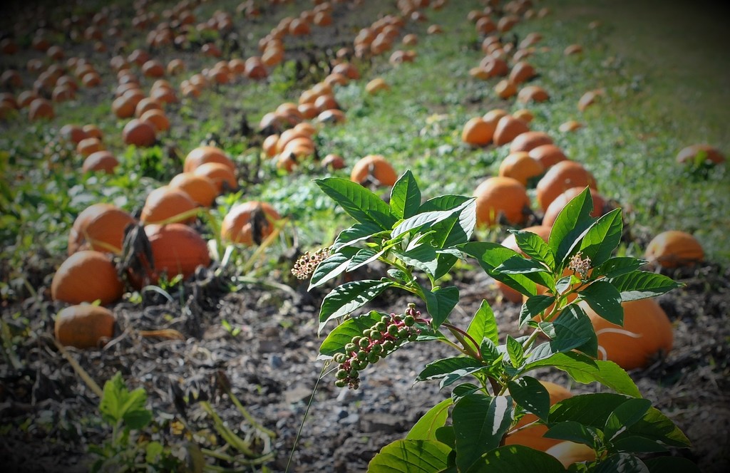 Day 278: Pumpkins !!! by jeanniec57