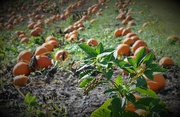 4th Oct 2020 - Day 278: Pumpkins !!!