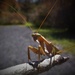 Day 281: Praying Mantis by jeanniec57