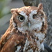 Day 284: Eastern Screech Owl by jeanniec57