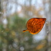 Day 283: Leaf ...is it real?  by jeanniec57