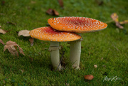 15th Oct 2020 - ~Toad Stools~