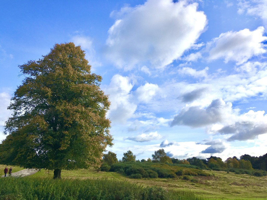 A Walk in Sutton Park.. by moominmomma