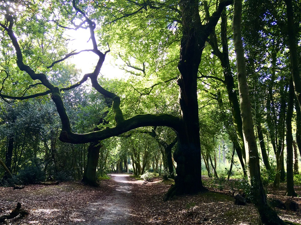 A walk in Sutton Park (3) by moominmomma