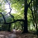 A walk in Sutton Park (3) by moominmomma