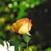 Rose by mattjcuk