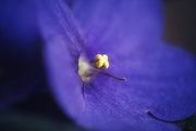 14th Oct 2020 - African Violet