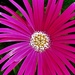 Centre Of  A Beautiful Gerbera ~  by happysnaps