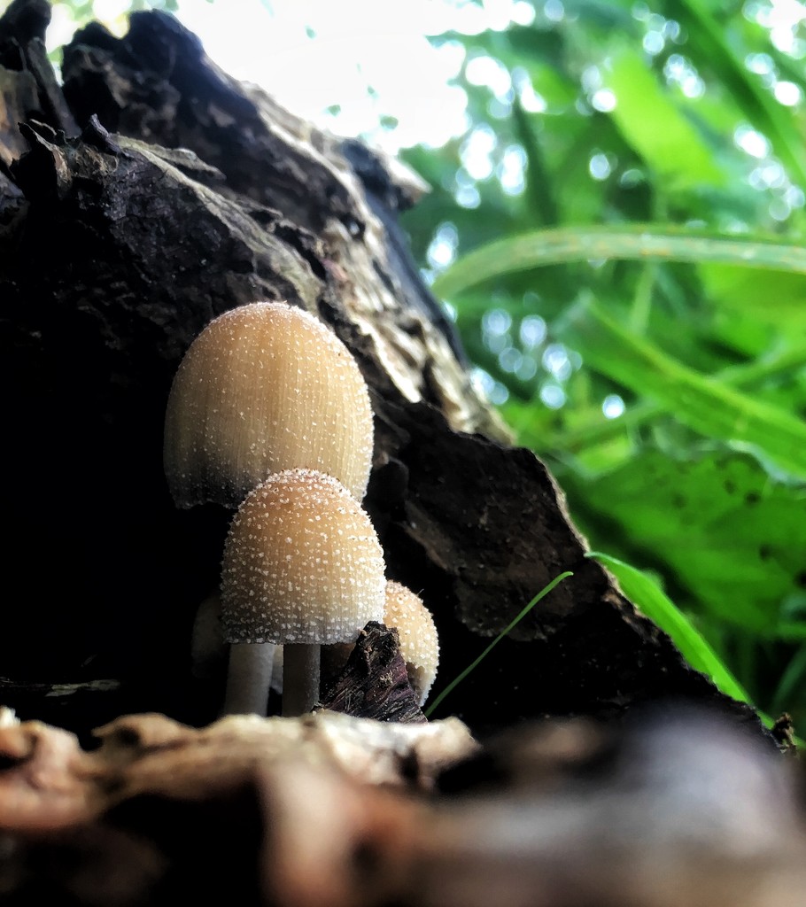 Teeny tiny mushrooms by pattyblue