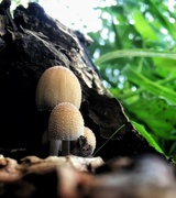 15th Oct 2020 - Teeny tiny mushrooms