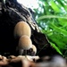Teeny tiny mushrooms by pattyblue