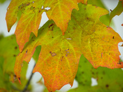 16th Oct 2020 - Orange autumn leaves