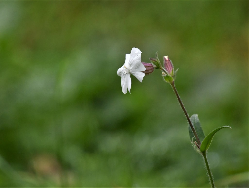 Lonely campion by rosiekind