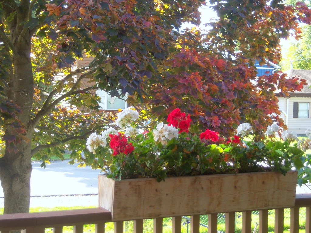 Crimson maple and geraniums by bruni