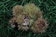 15th Oct 2020 - 1015 - Horse Chestnuts