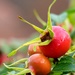 Rose Hips by fishers
