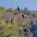  Cormorants at Llangorse  by susiemc