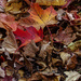 My Annual Shot of Leaves by farmreporter