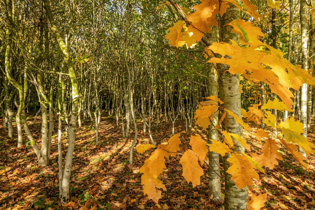 Autumnal Wood by shepherdmanswife