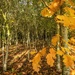 Autumnal Wood by shepherdmanswife