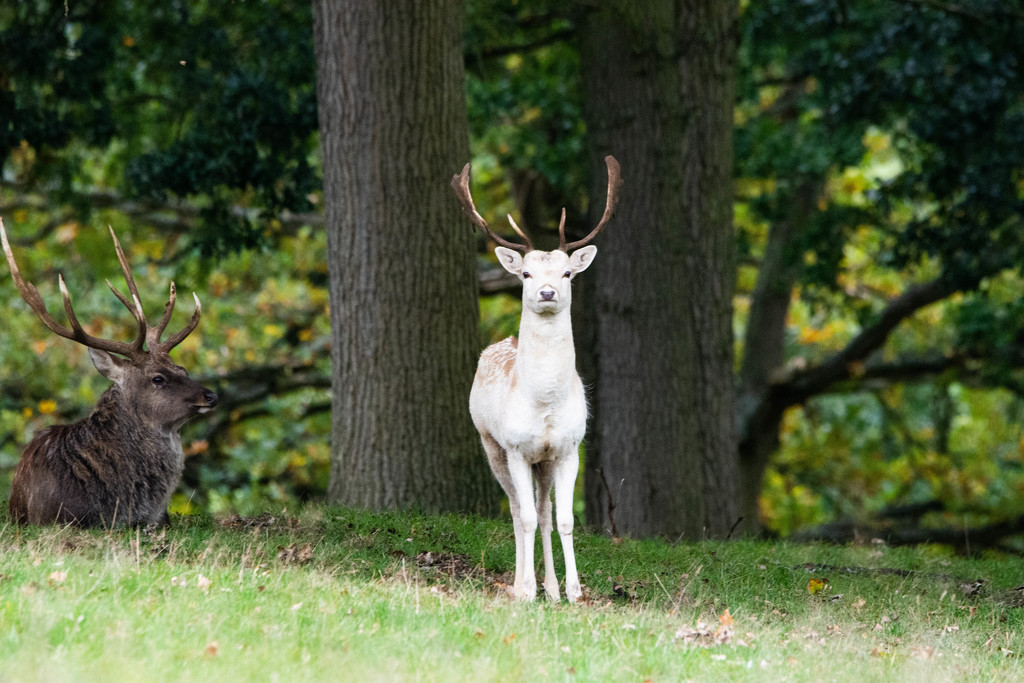 White deer by stevejacob