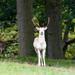 White deer by stevejacob