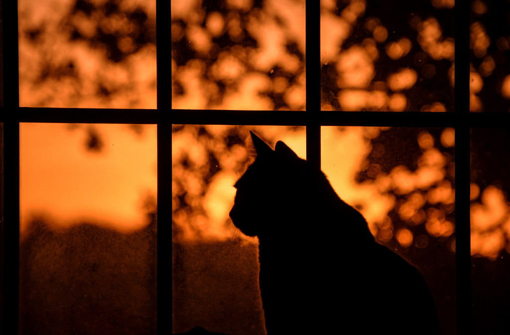 Cat Sunrise by kareenking