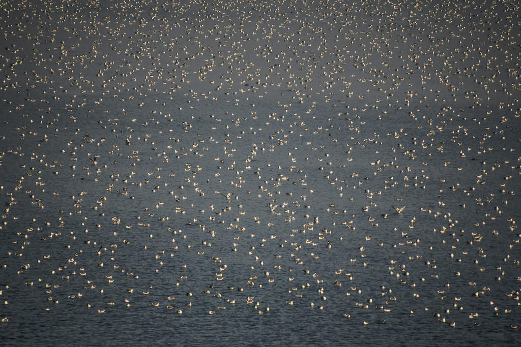 Blanket of Gulls by kareenking