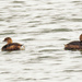 pied-billed grebes drift apart by rminer