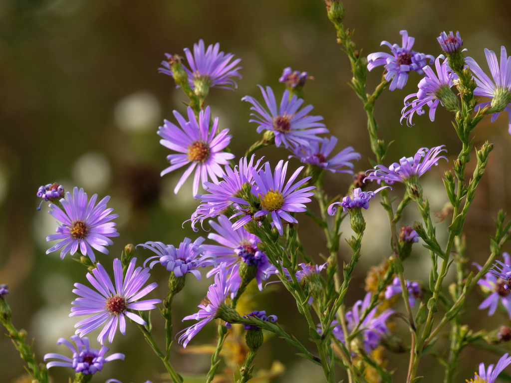 smooth blue asters by rminer