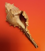 16th Oct 2020 - A sea shell.
