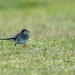pied wagtail  by shepherdmanswife