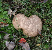 16th Oct 2020 - I 'heart' mushrooms