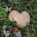 I 'heart' mushrooms by homeschoolmom