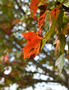 16th Oct 2020 - Orange you Glad for some Bokeh