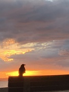 16th Oct 2020 - Rook (or possibly a crow) at sunset