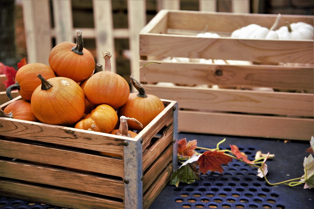 Crate of Pumpkins by chejja