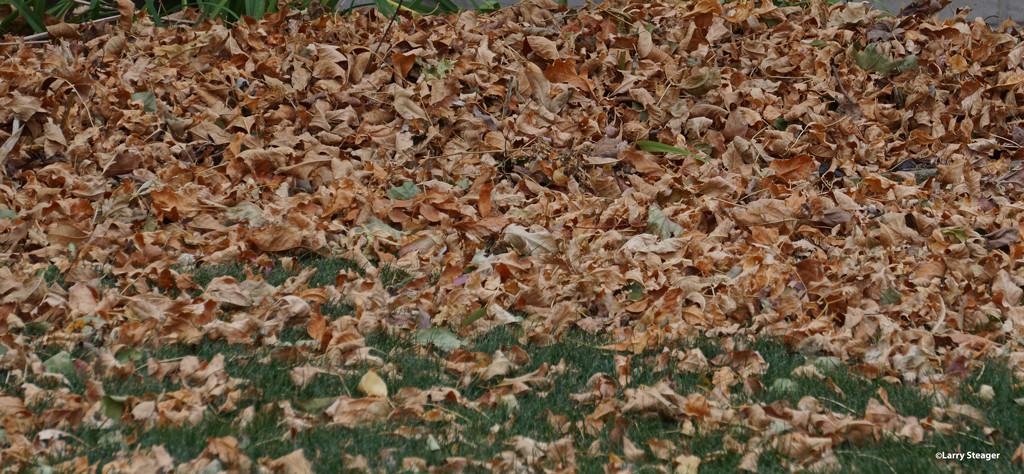 Where is my leaf rake by larrysphotos