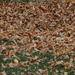 Where is my leaf rake by larrysphotos