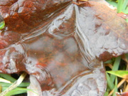 16th Oct 2020 - Water on Leaf