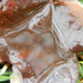 Water on Leaf by sfeldphotos