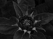 15th Oct 2020 - Sun Flower Bud