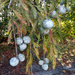 Painted cypress balls... by marlboromaam