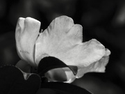 17th Oct 2020 - White camellia...