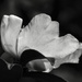 White camellia... by marlboromaam
