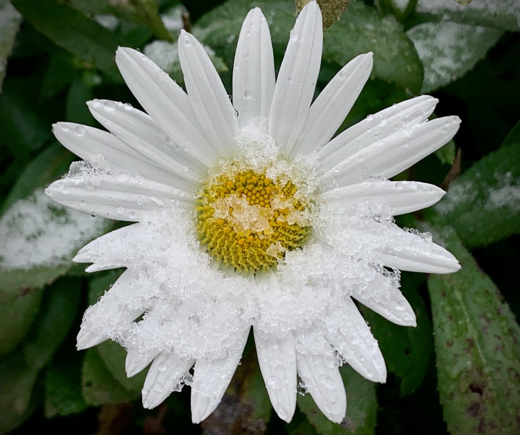 Snowy Daisy by dakotakid35