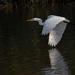 Egret in flight by fayefaye