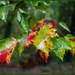 Wet October Leaves by hjbenson