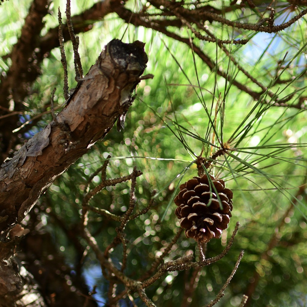 Pine Cone by jin1x